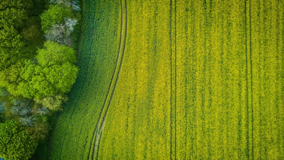 Grünes Feld